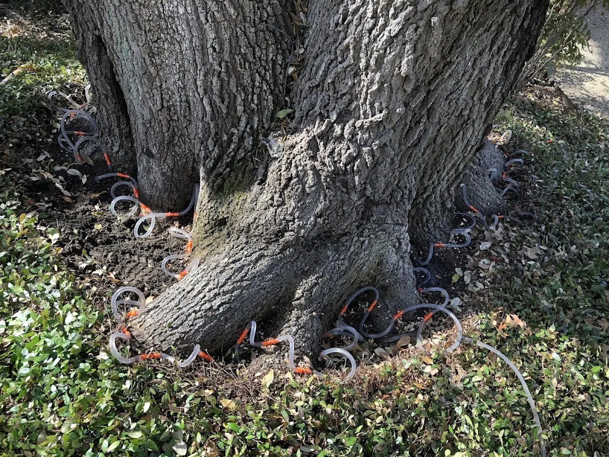 Detailed Tree Cabling and Bracing job site in Ree Heights