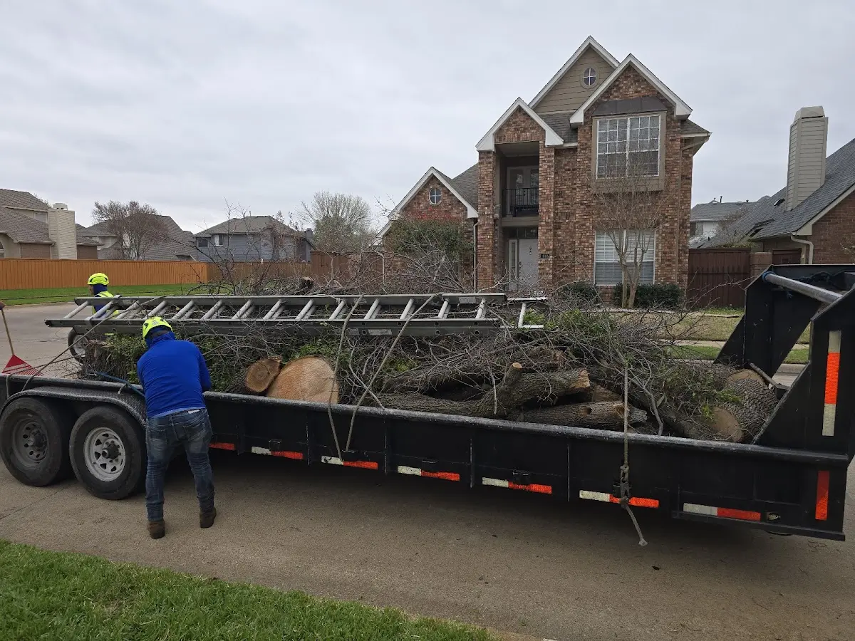 Expert Tree Fertilization with proper safety equipment in Ree Heights